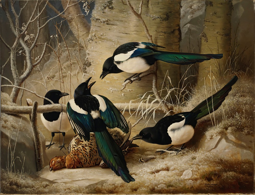 Magpies Round A Dead Female Capercaillie