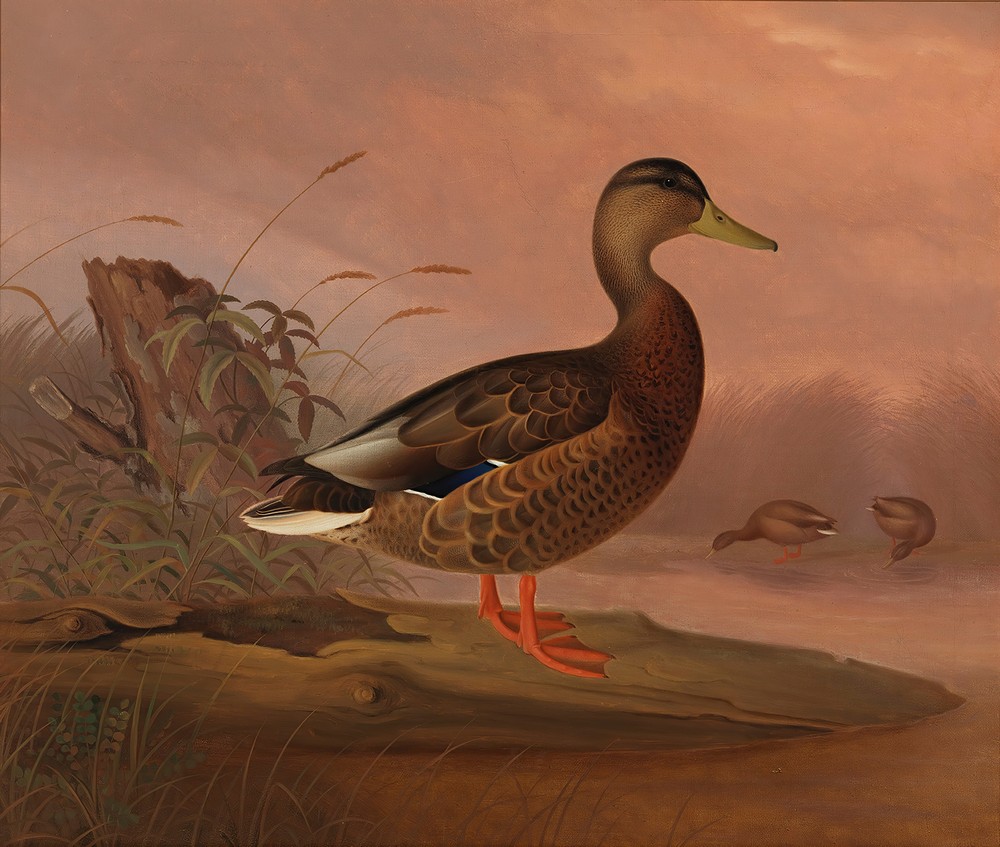 Mallard