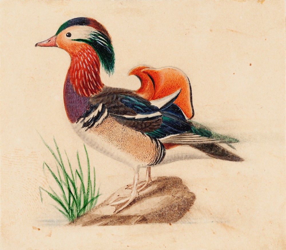 Mandarin Duck (Male)