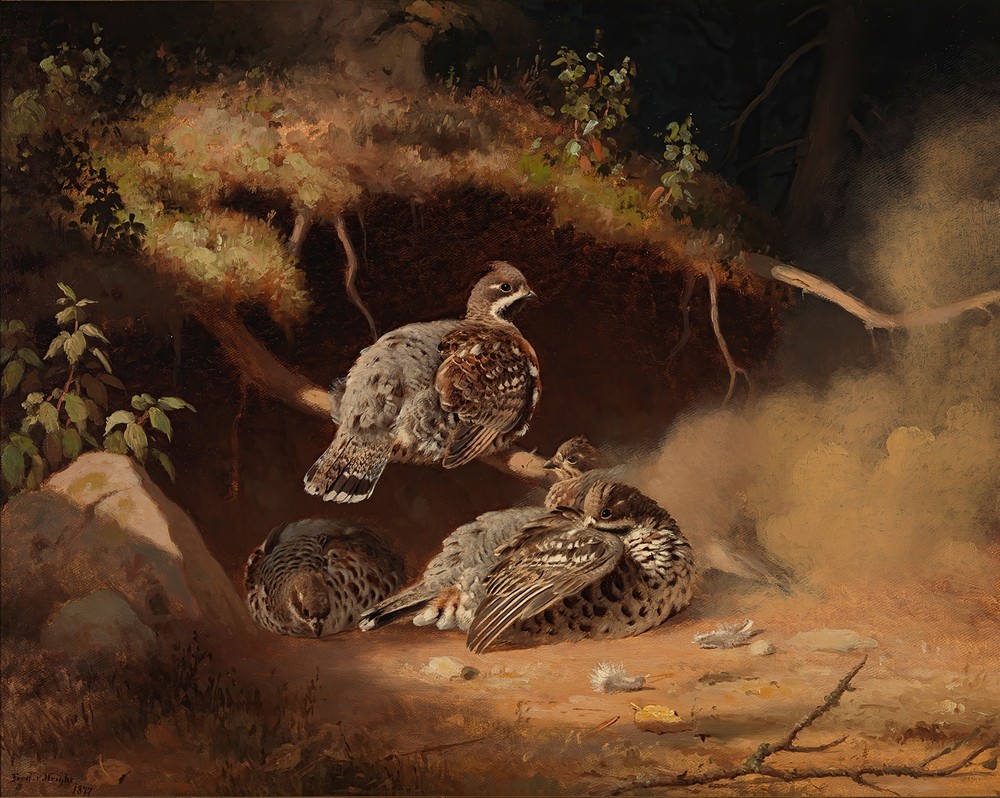 Hazel Grouse Wallowing In Sand