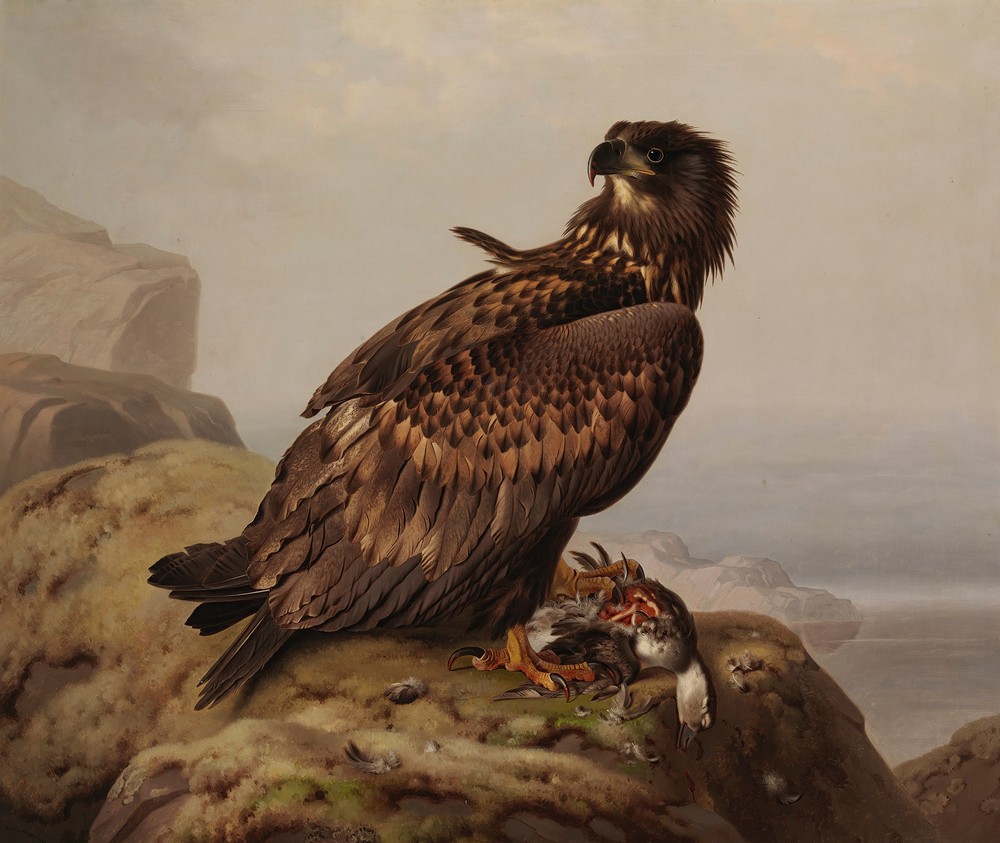 White-Tailed Eagle With Its Prey