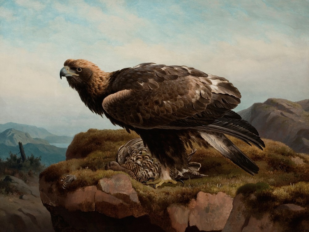 Golden Eagle At A Cliff’s Edge