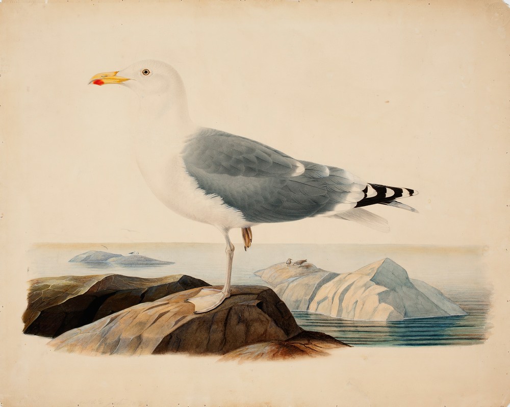 European Herring Gull