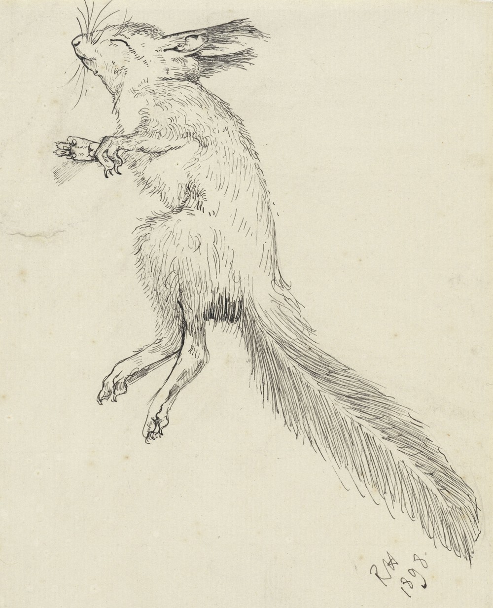 Dode eekhoorn