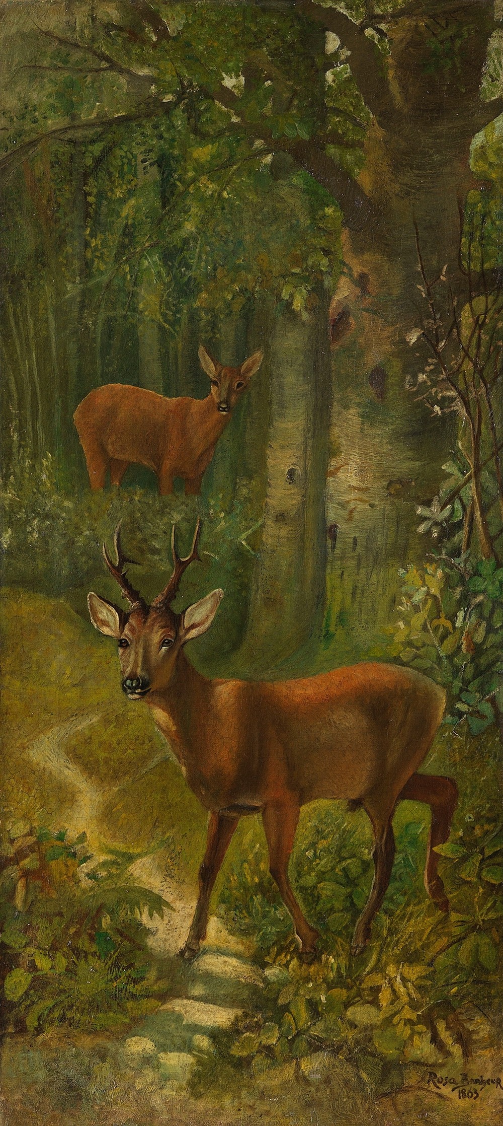 Deer at the edge of the forest