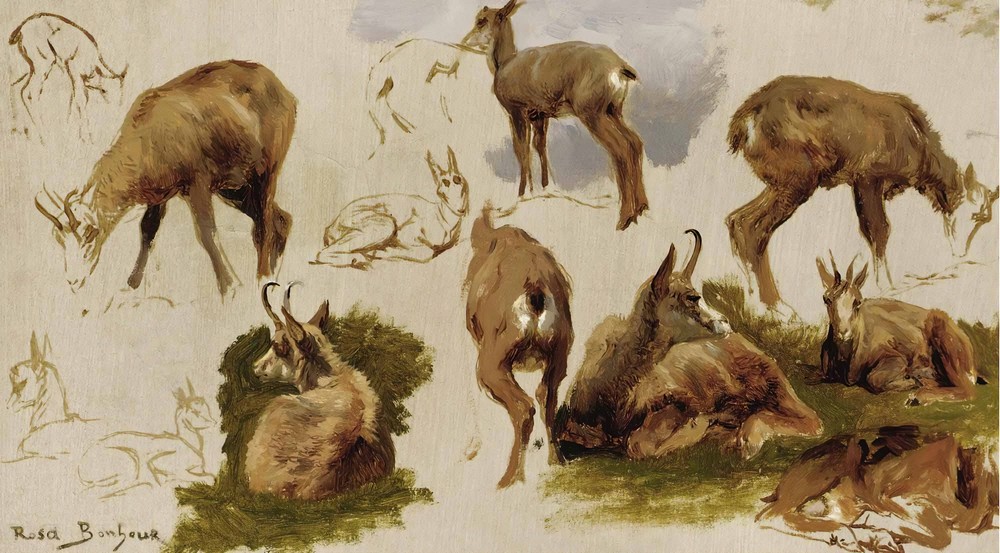 Studies Of An Isard
