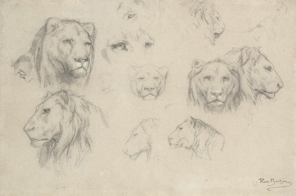 Study Of Lions And Lionesses