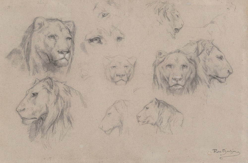 Study of heads of lions and lionesses