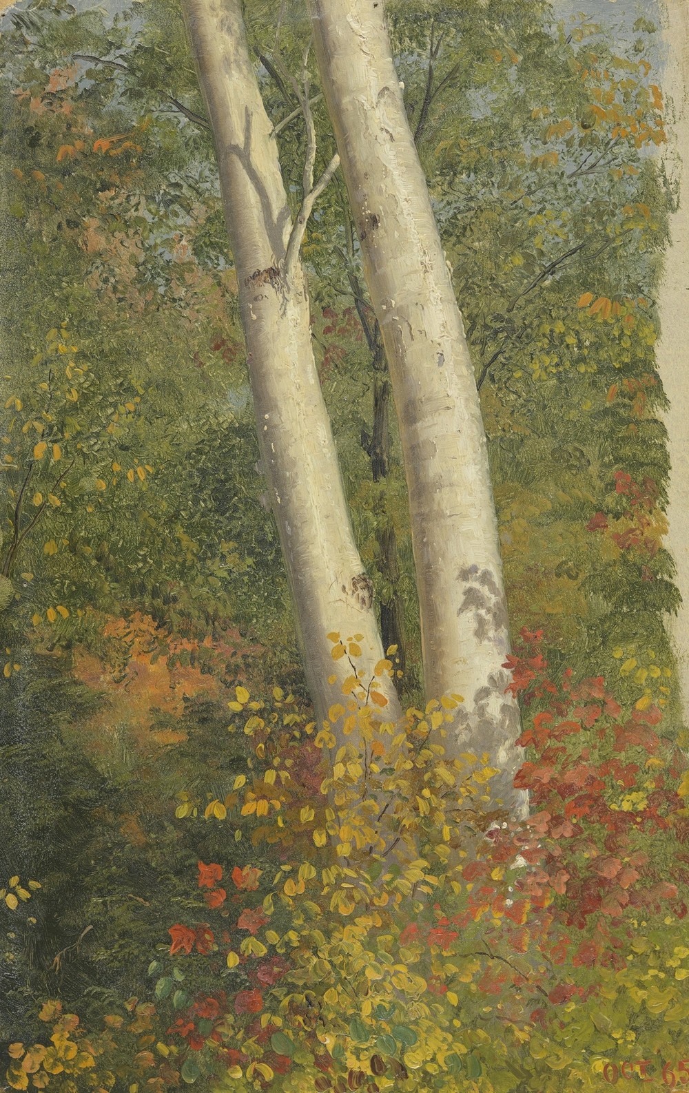 Birch Trees in Autumn