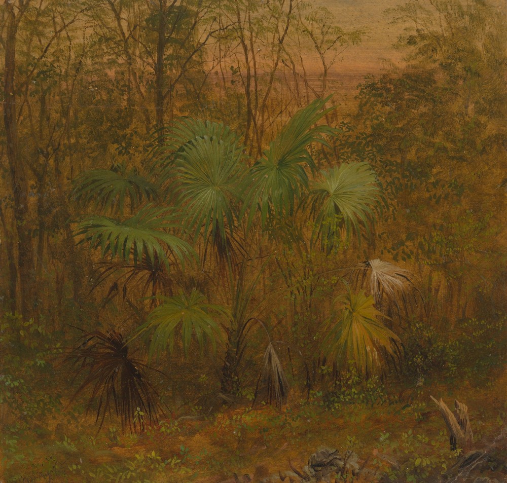 Thatch Palm, Jamaica