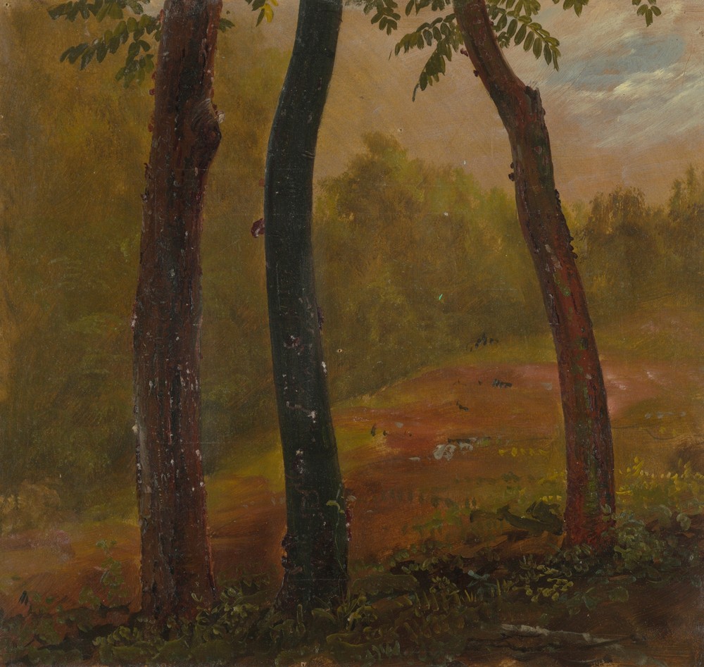 Woodland Scene, Jamaica