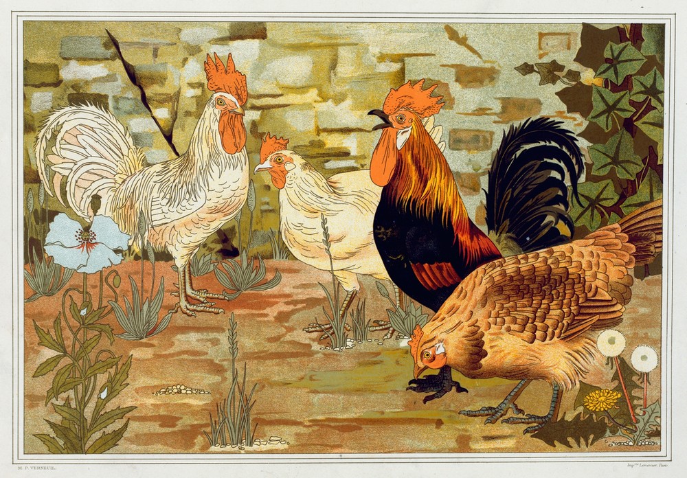 Coqs et poules.