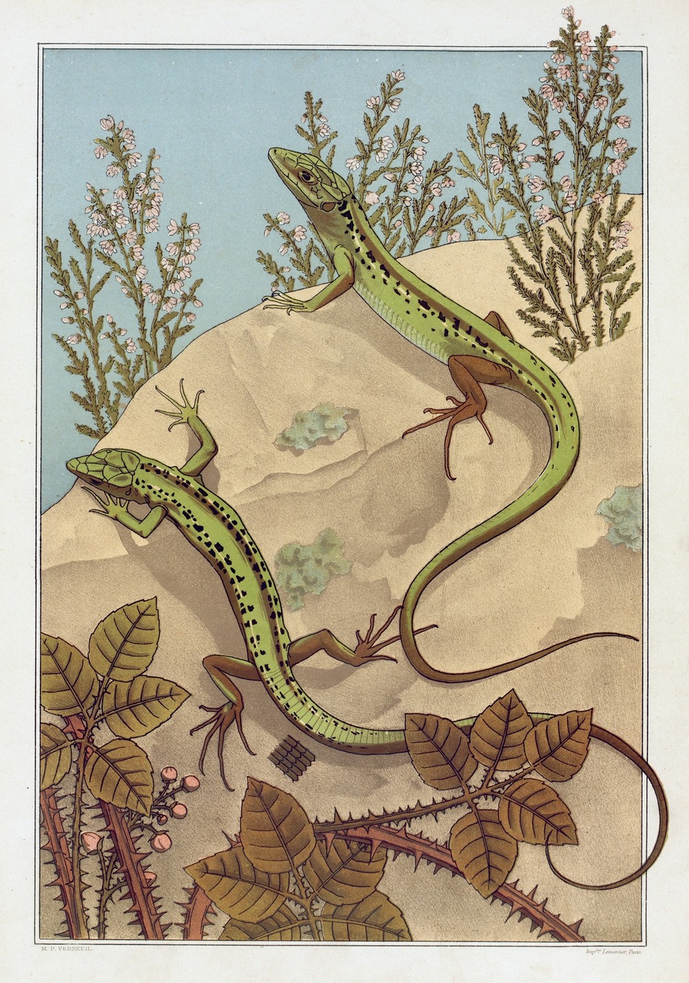Lézard