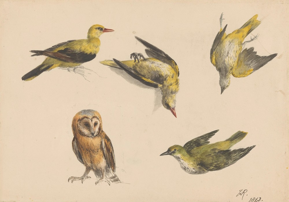 Studies van een uil en twee wielewalen
