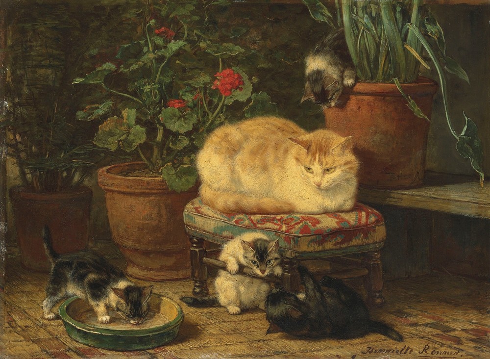 Kittens At Play