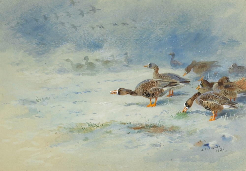 Arnacle Geese (1935.)