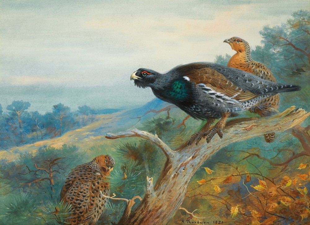 Capercaillie