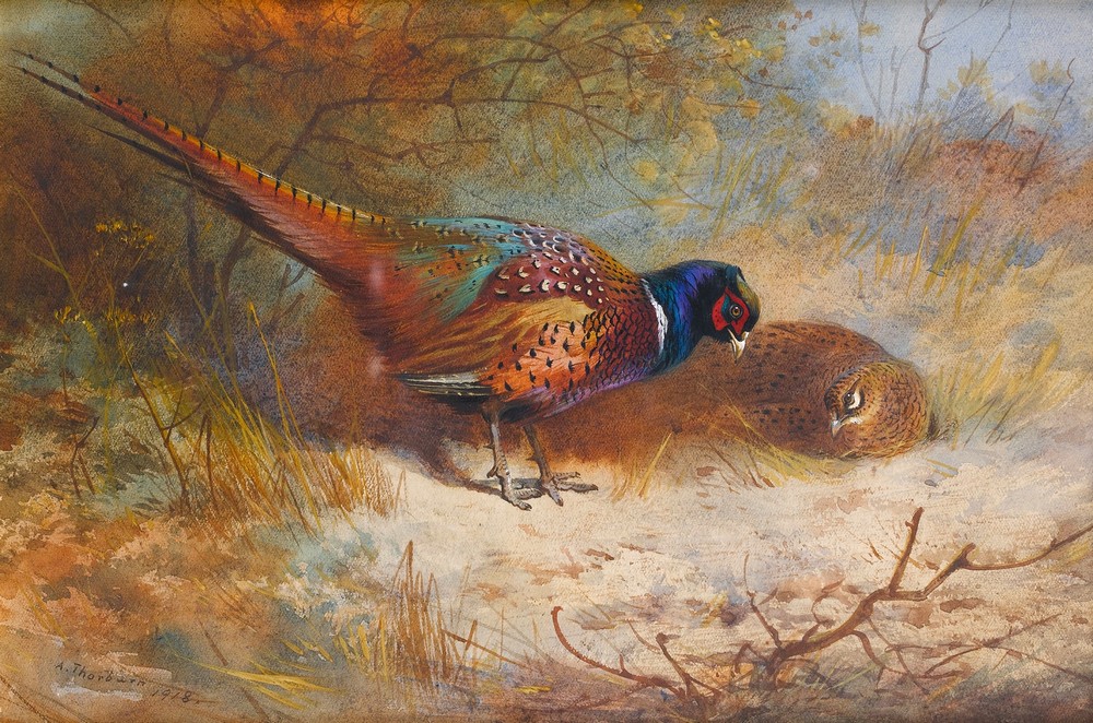 Pheasants