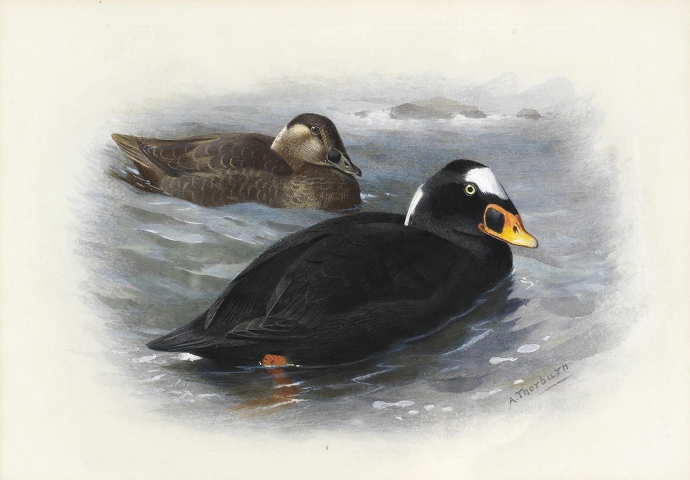 Surf Scoter
