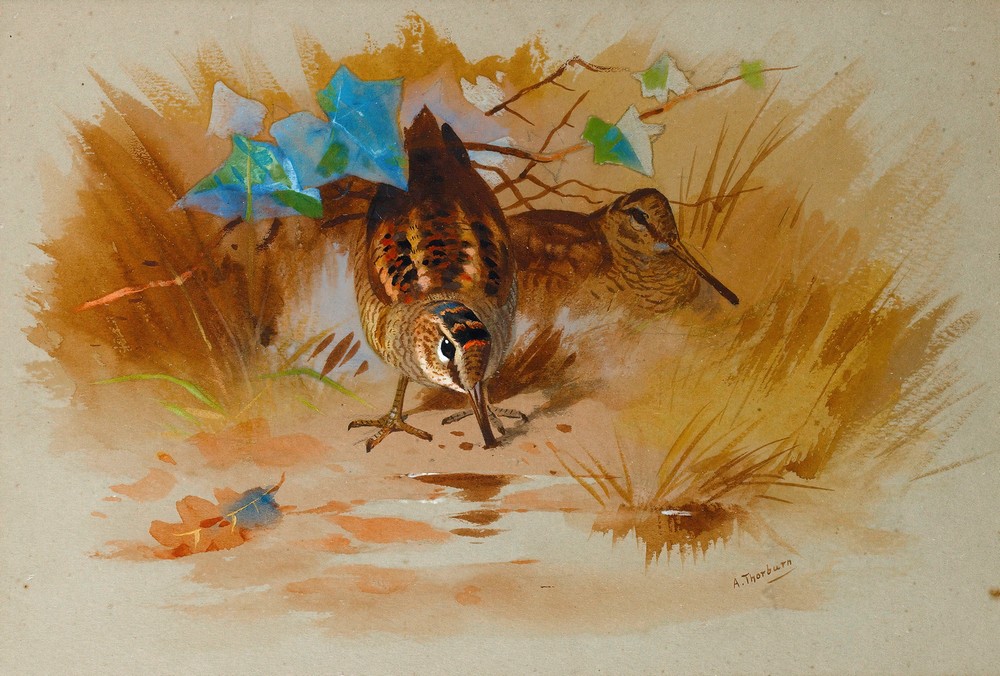 Woodcock In A Sandy Hollow
