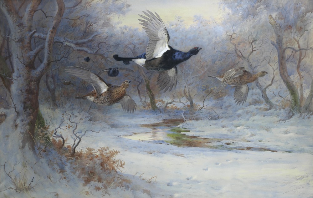 Blackcock And Grouse In Flight – Winter