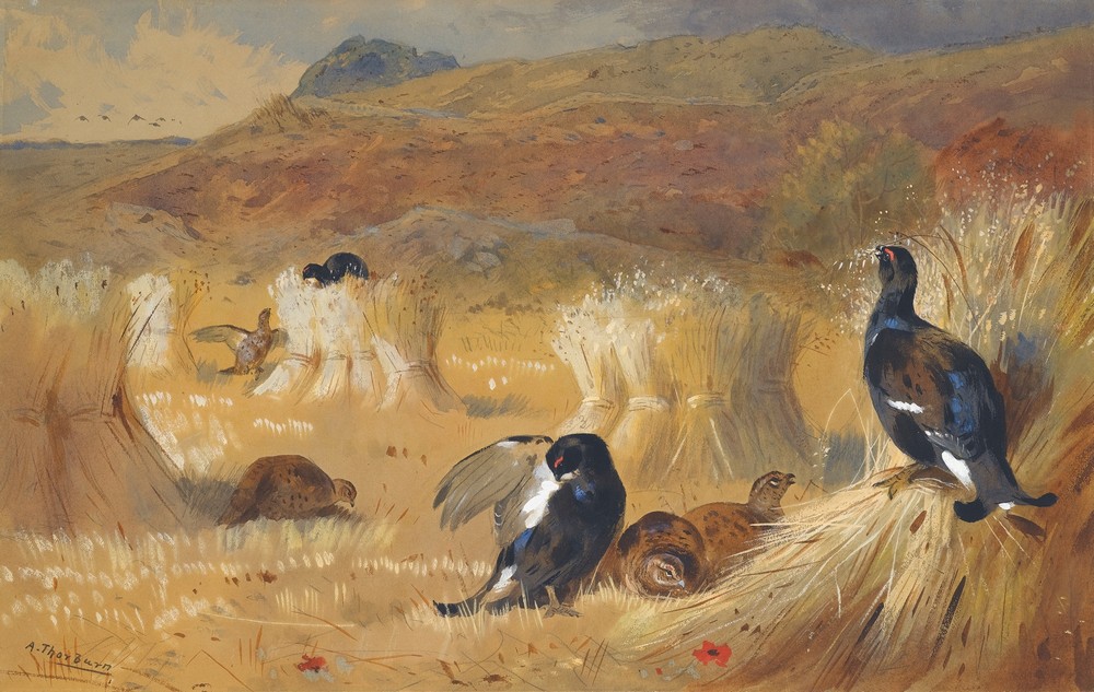 Blackcock In A Field