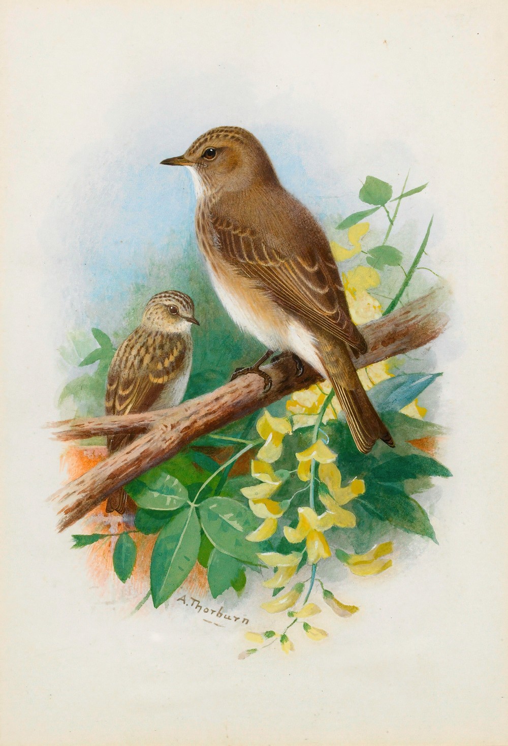 Spotted Flycatchers