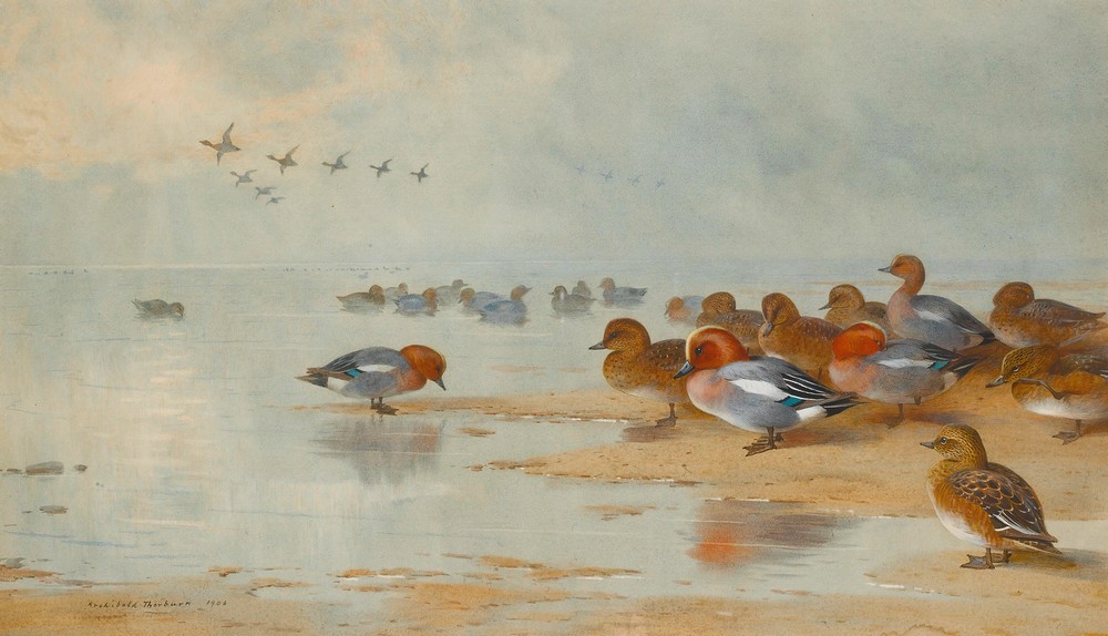 Wigeon And Teal By The Water’s Edge