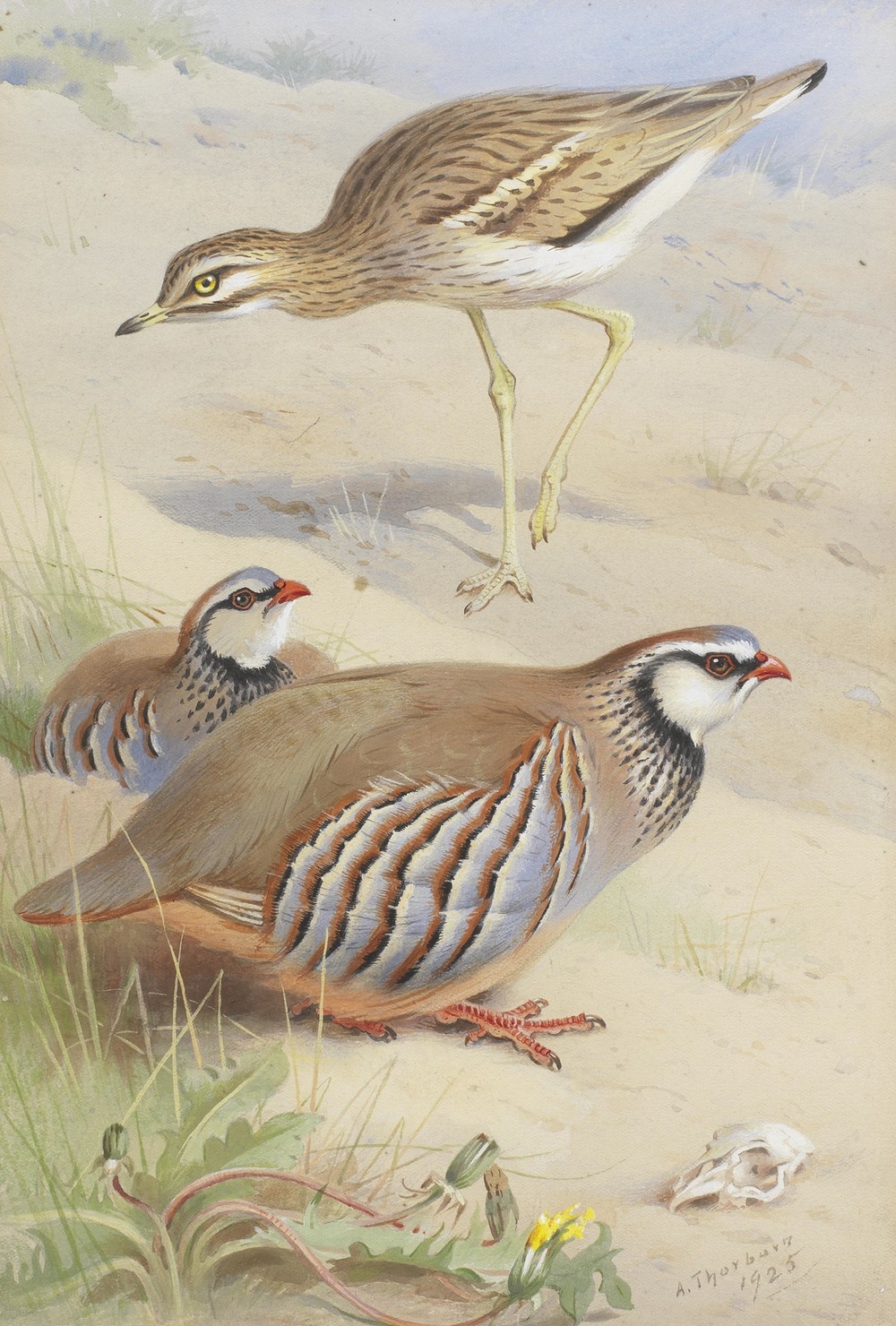 A Stone Curlew And A Pair Of French Partridge