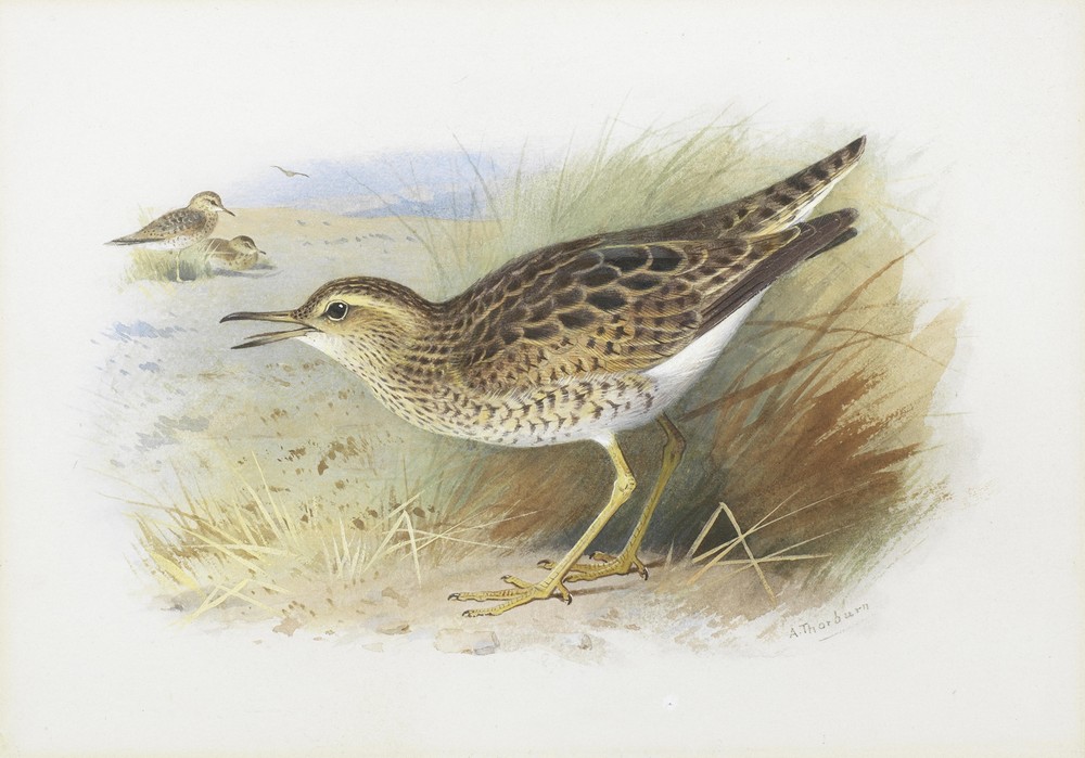 Bartram’s Plover