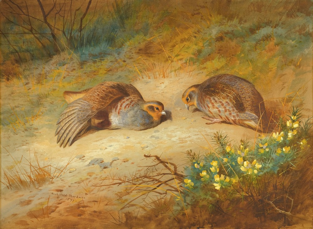 Grey Partridge