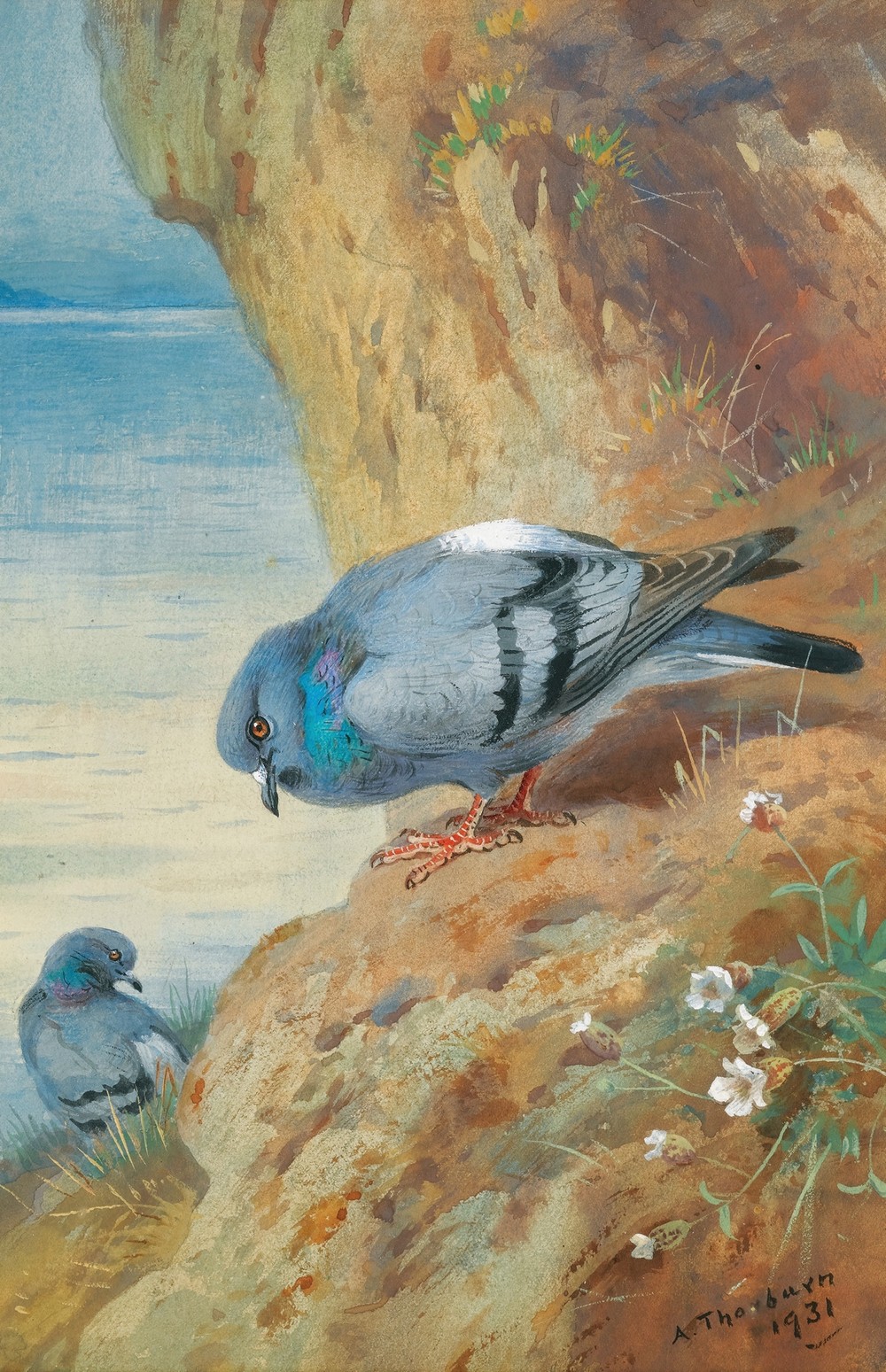 Rock Doves