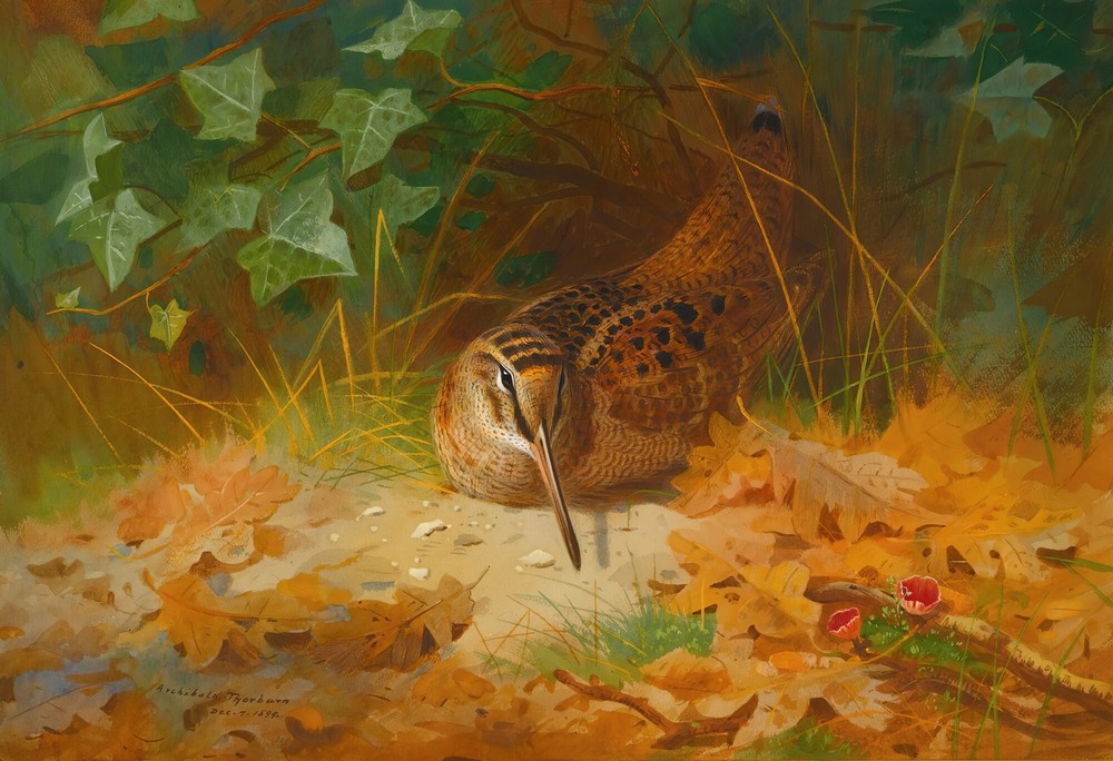 Woodcock