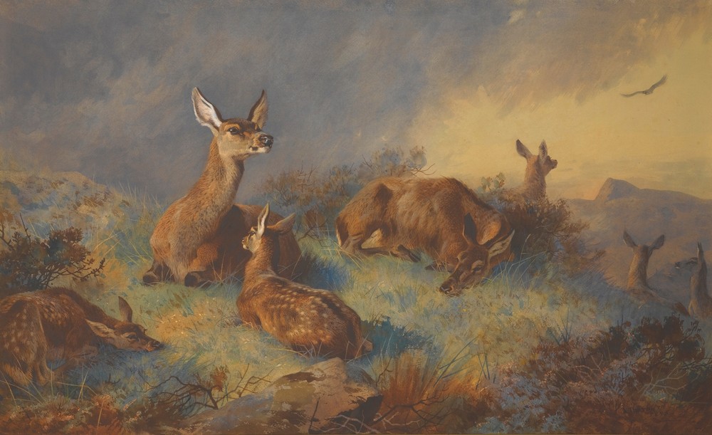 The Watchful Hinds