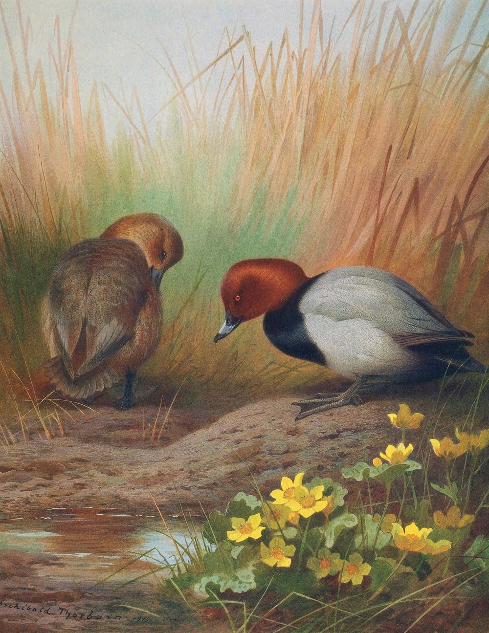 Common Pochard