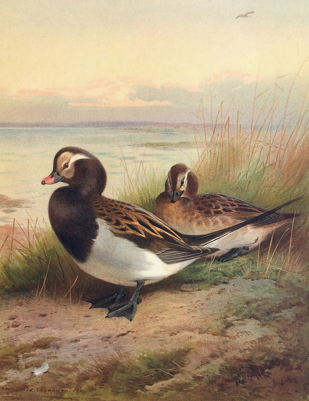 Long-Tailed Duck (Summer)