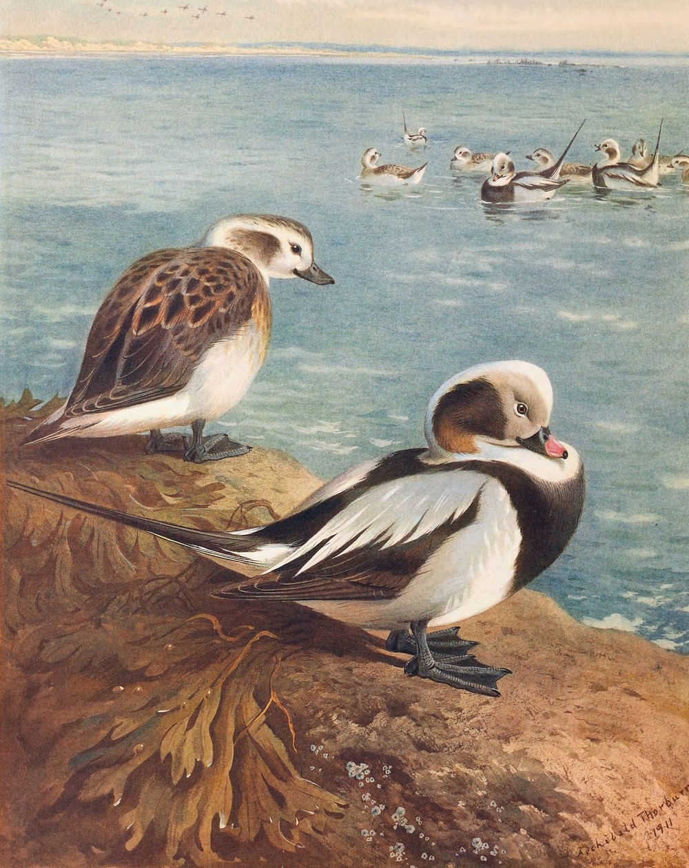 Long-Tailed Duck (Winter)