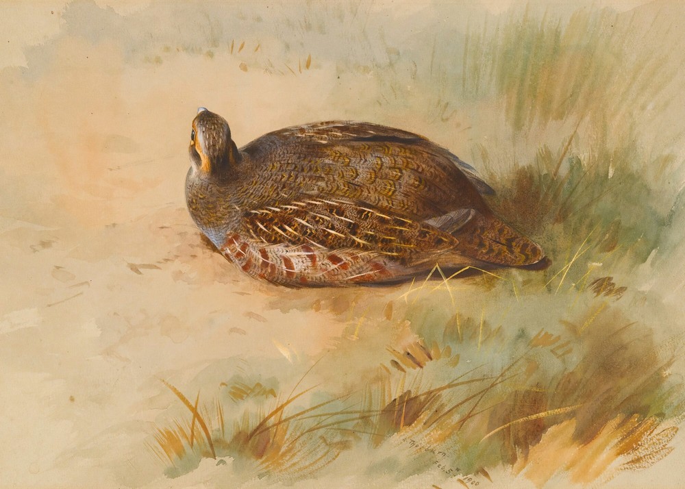 Partridge