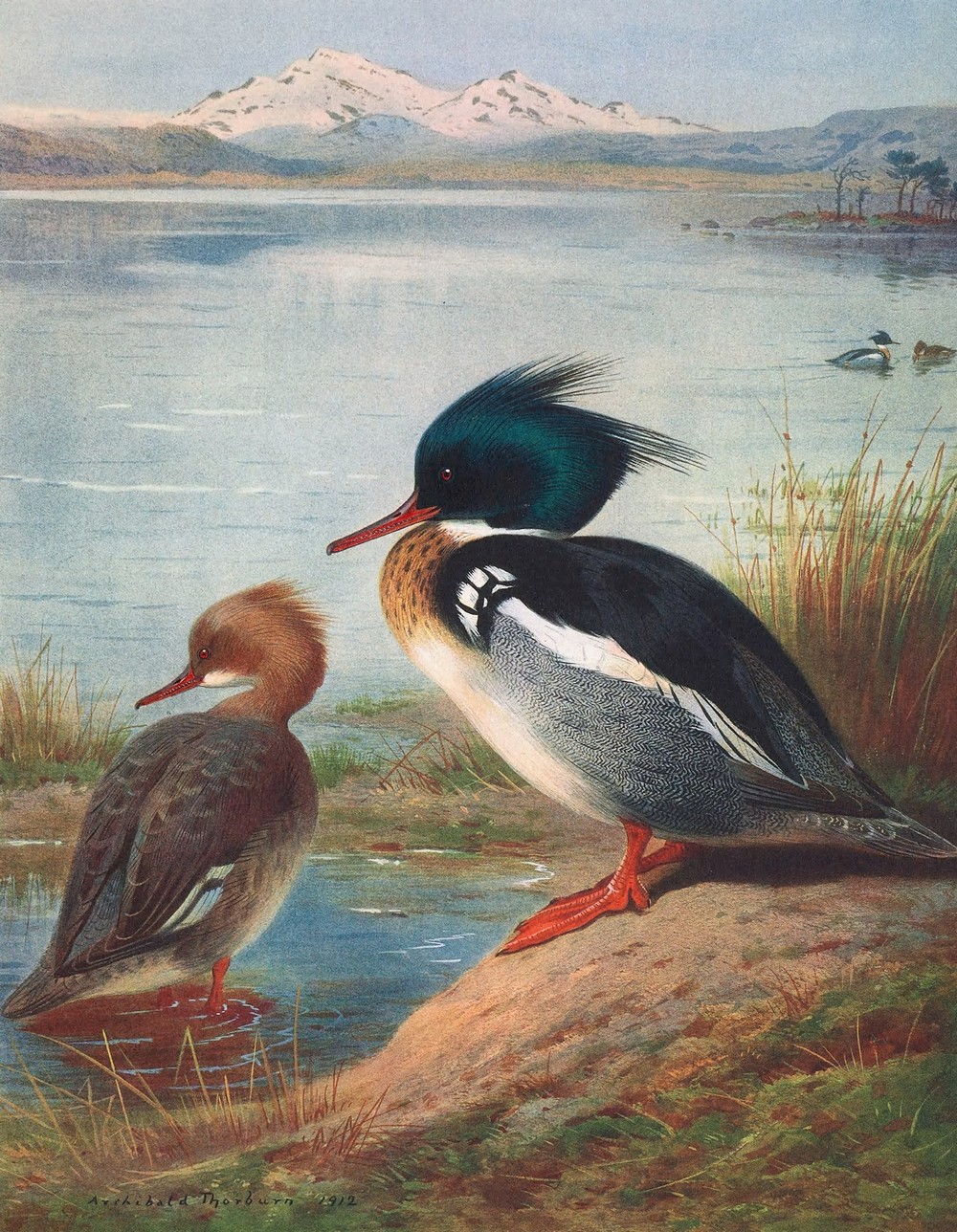 Red-Breasted Merganser