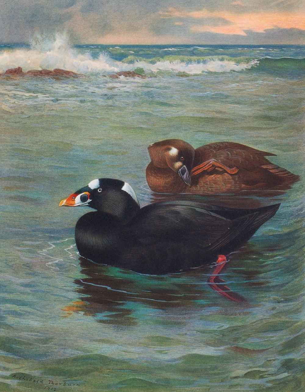 Surf-Scoter