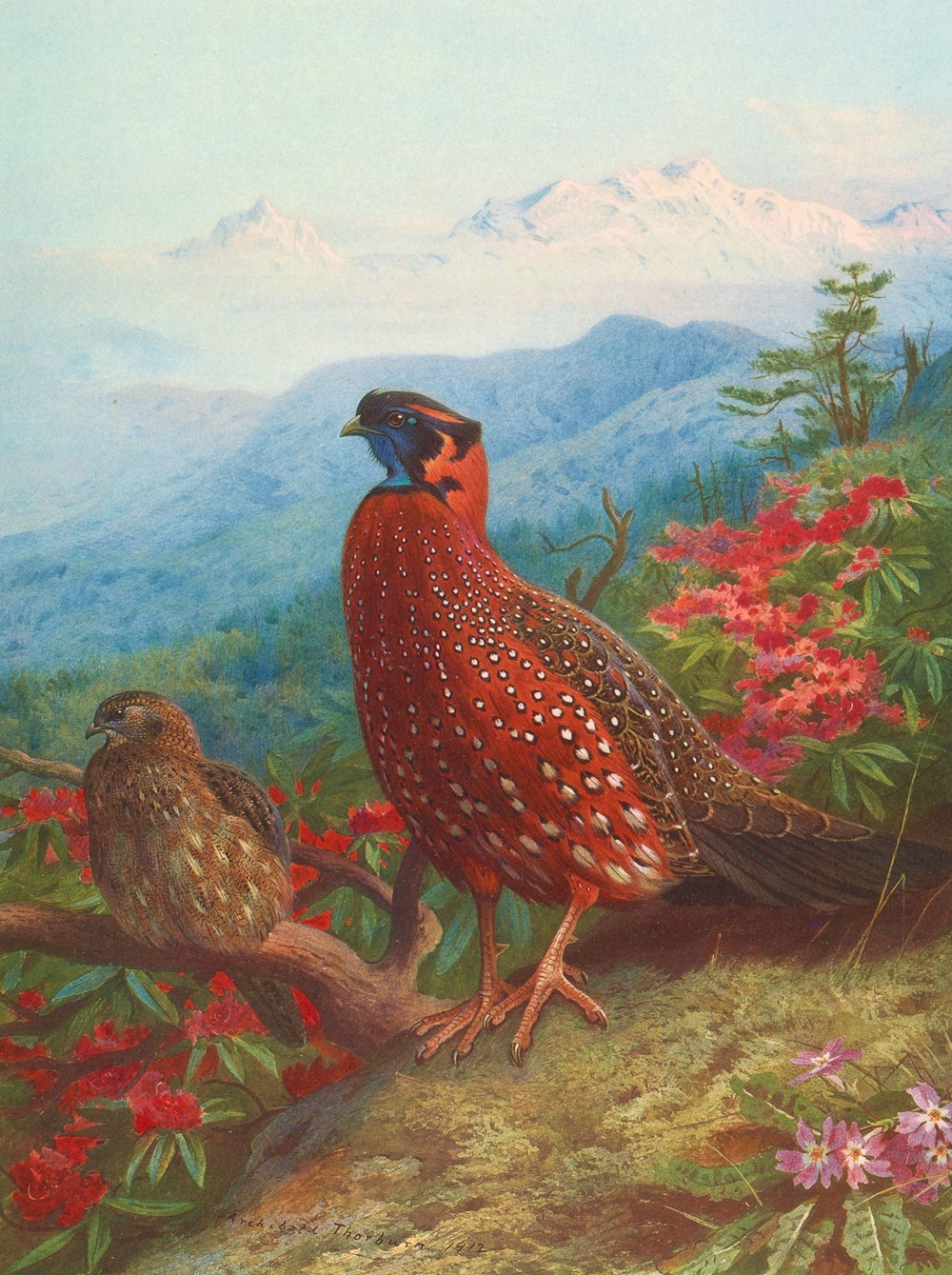The Satyr Tragopan