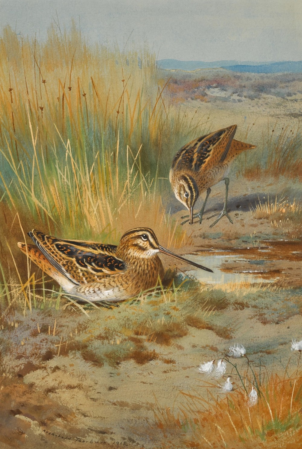 A Pair of Snipe (Gallinago Gallinago)