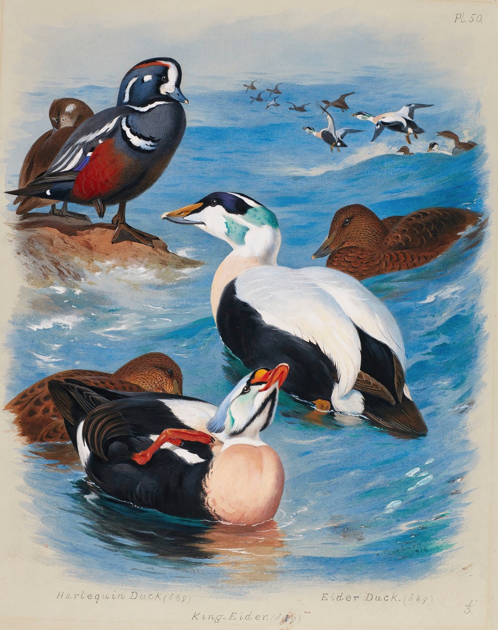 Harlequin And Eider Ducks