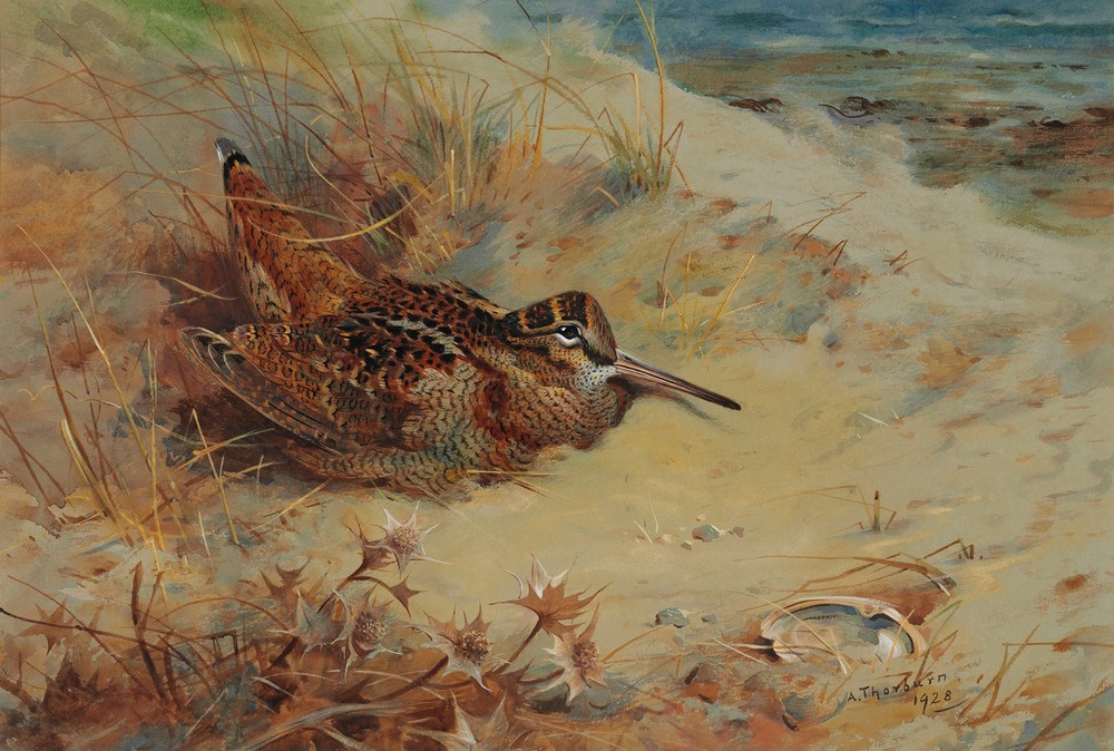 Woodcock sheltering in the sand dunes