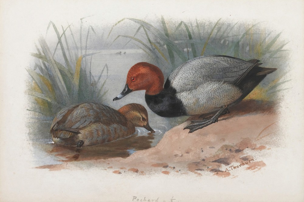 A Pair Of Pochard