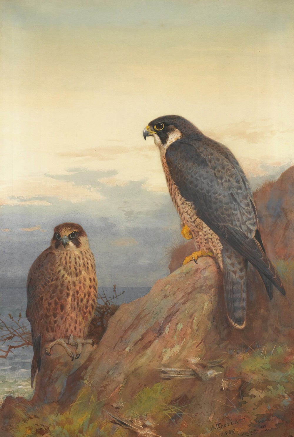 An Adult And Immature Peregrine
