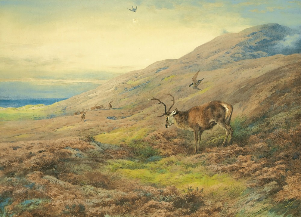 In The Highlands, Red Stag Mobbed By A Pair Of Peregrines