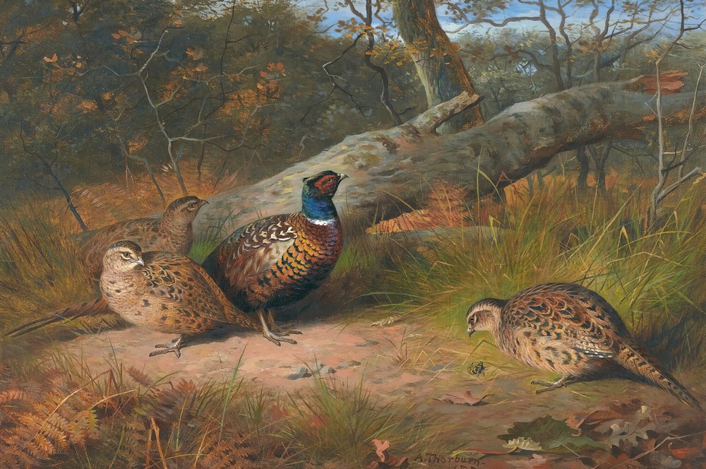 The Fallen Beech- A Cock And Three Hen Pheasants With A Wasp