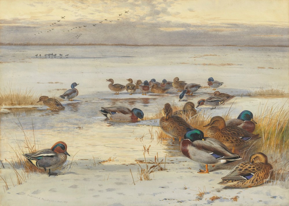 Mallard and teal on a snowy marsh