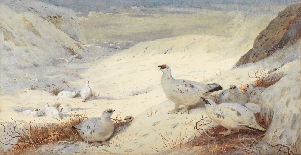 Ptarmigan in winter plumage signed and dated ‘Archibald Thorburn. 1899